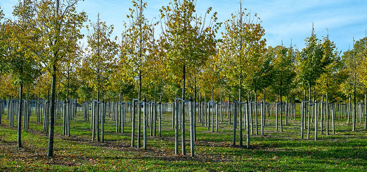 planten en kwekerijproducten | Windhorst Transport B.V.